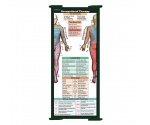 WhiteCoat Clipboard® Trifold - Green Occupational Therapy Edition