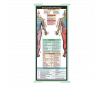 WhiteCoat Clipboard® Trifold - Mint Occupational Therapy Edition