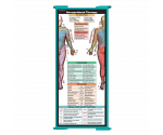 WhiteCoat Clipboard® Trifold - Teal Occupational Therapy Edition